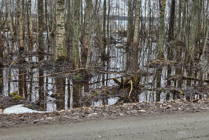 Veden saartamia puita.