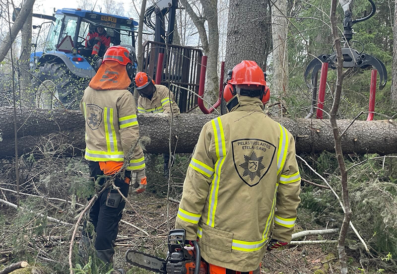 Hiirolan sopimuspalokuntalaisia vauriopuuharjoituksessa. Iso kuusi on kaadettuna maassa ja sopimuspelastajat ovat moottorisahojen kanssa operoimassa sen kanssa.