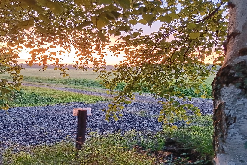 Etualalla valkorunkoinen koivu vihreine lehtineen, taustalla auringonlasku. Koivun takana soratie.