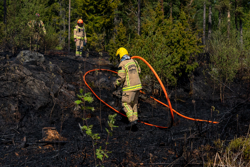 Firefighters in a burnt forest.