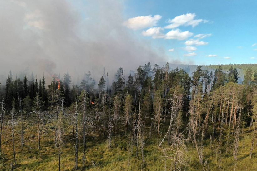 Palavaa metsää Lapissa.