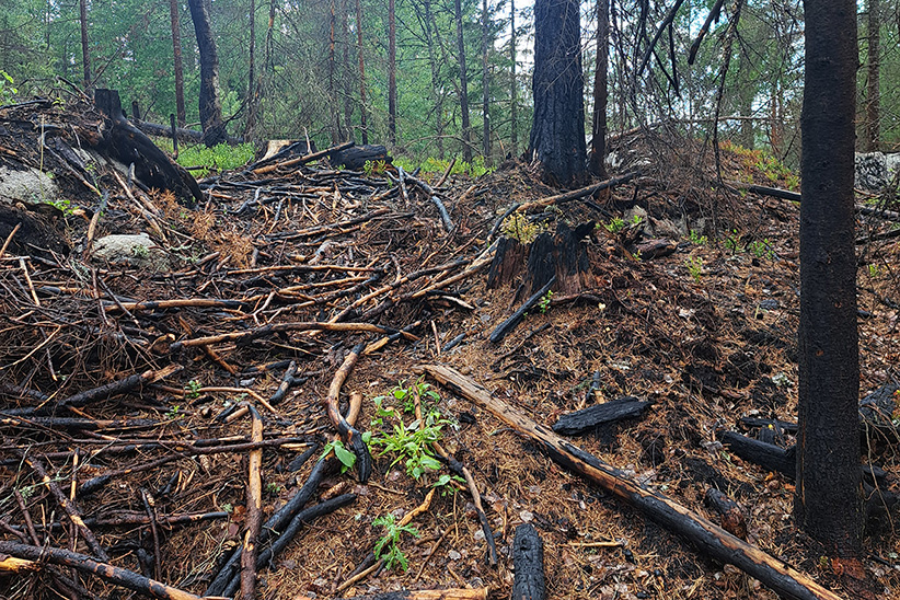 Maastopalon jäljiltä hiiltyneitä oksia metsässä.