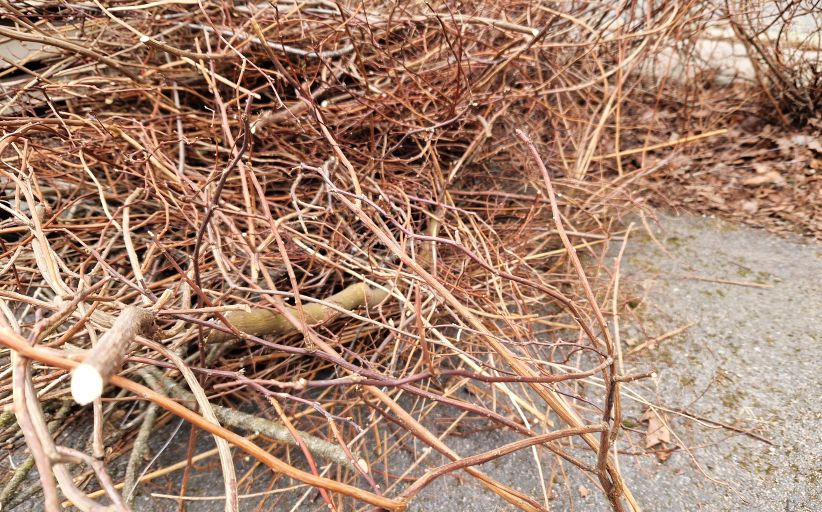 Kuivia risuja kasassa maassa.