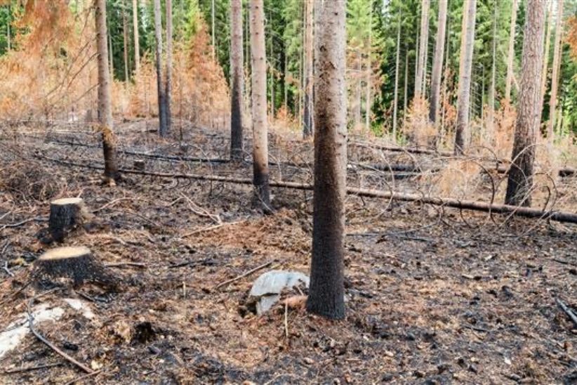 Palanutta metsää.
