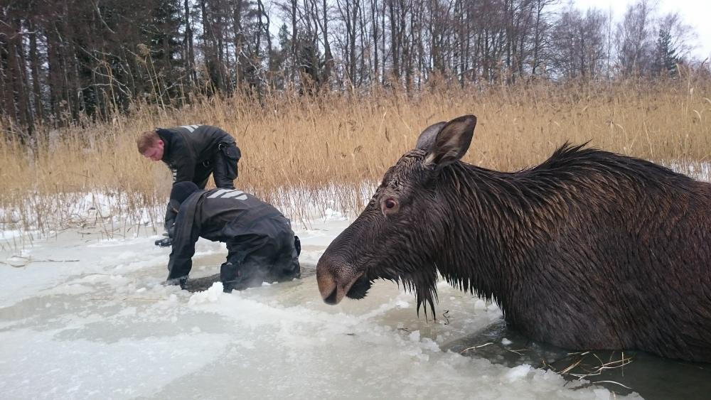 Rescuers rescuing a moose stuck in ice.