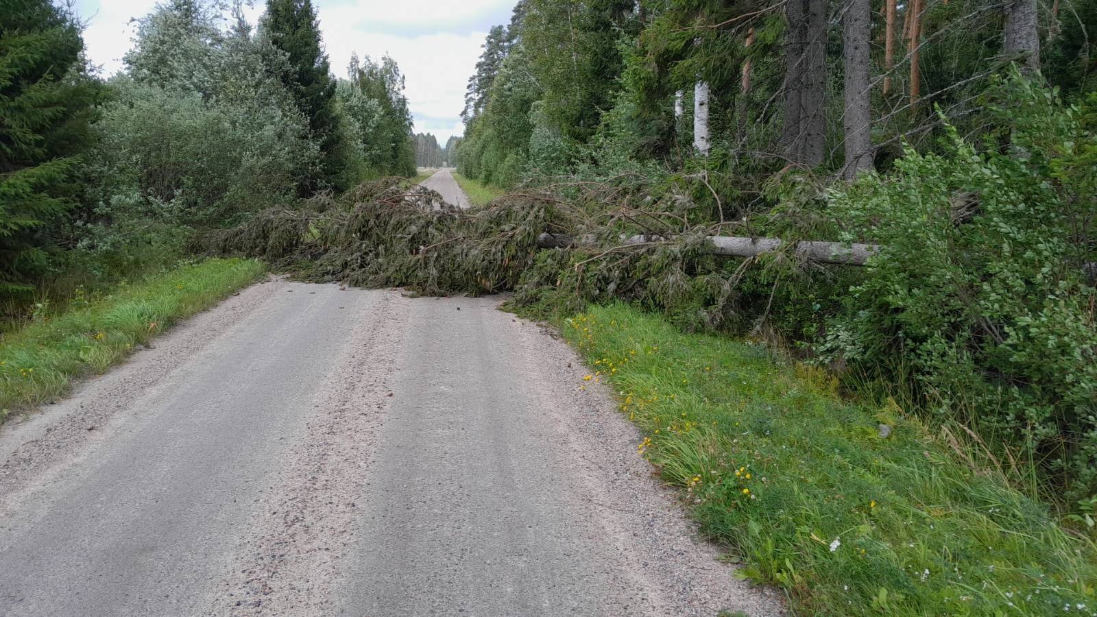 Kuusi kaatunut hiekkatielle.